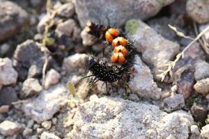 Caterpillar of the peacock butterfly - Aglais io - lying on its back. photo