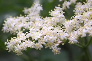 Close up of elder - Sambucus nigra - flower. photo