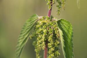 Macro of inflorescence of a stinging nettle - Urtica dioica. photo