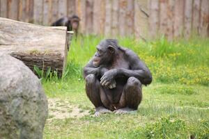 A chimpanzee - Pan troglodytes - sitting on the ground. photo