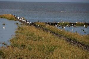 A group of birds standing on a dock in norddeich photo