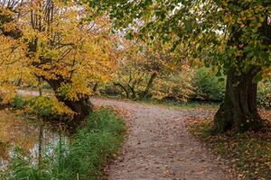 A path that is lined with trees photo