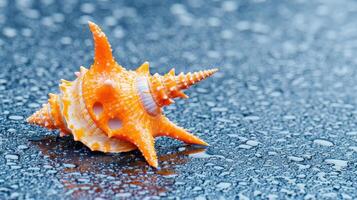 Vibrant Orange Seashell on Wet Asphalt Summer Beach Theme Coastal Nature photo