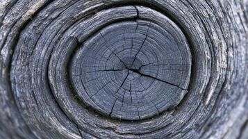 Detailed Close up of Weathered Wood Texture Circular Grain Patterns Aged Timber Surface photo