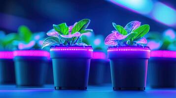 Indoor Plants Growing Under LED Grow Lights Smart Hydroponics System Futuristic Farming photo