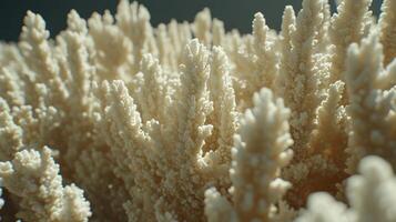 Delicate coral structures flourish beneath the ocean surface, creating a serene habitat photo