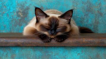 A serene Siamese cat enjoys a restful nap on a weathered surface, surrounded by striking colors photo
