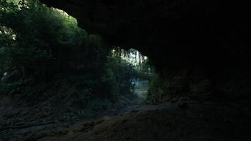 A serene pathway through a lush forest tunnel in New Zealand. mountain path video