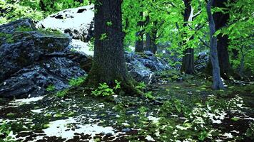 A lush green forest with tall trees and a vibrant ecosystem video