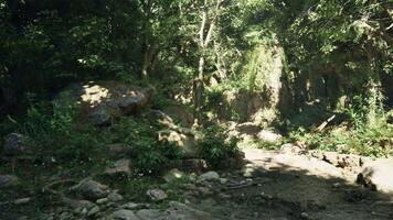 A dirt road surrounded by trees and rocks video