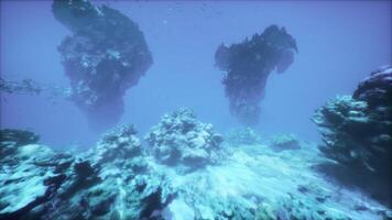An underwater view of a coral reef in the ocean video