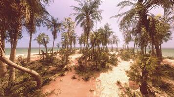 A sandy beach with palm trees and the ocean in the background video