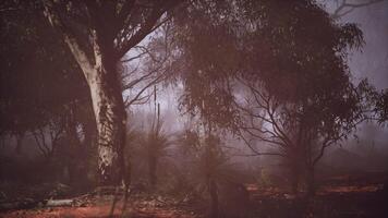 A dense and mysterious forest engulfed in a thick fog video