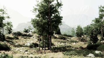 A dense forest with towering trees and scattered rocks video