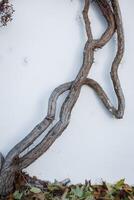 Gnarled vine climbing white wall in prague with autumn leaves, strahov photo