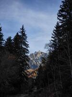 Majestic mountains emerging from lush forest in chamonix, france photo