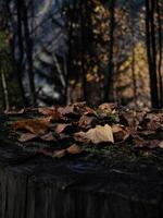 Fallen autumn leaves resting on tree stump in chamonix forest photo
