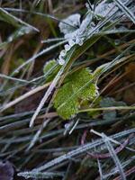 Frozen grass and leaves showing the first signs of winter in chamonix, france photo