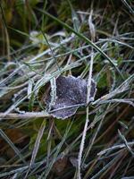 Frost covering grass and leaf in chamonix, france during autumn photo