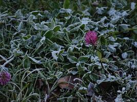 Clover resisting frost in chamonix, france, during november photo