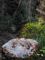 Autumn leaves resting on tree stump in chamonix forest photo