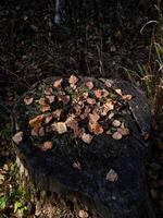 Autumn leaves resting on mossy tree stump in chamonix forest photo