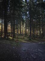 Sunlight filtering through trees in chamonix forest photo