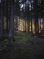 Sunlight filtering through trees in chamonix forest during autumn photo