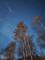 Birch trees with golden autumn leaves under blue sky in chamonix, france photo