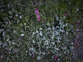 Frost covering grass and clover in chamonix, france during autumn photo