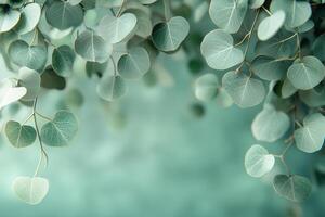 Eucalyptus leaves creating a natural green backdrop with copy space. Copy space photo