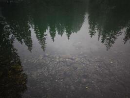 Pine trees reflecting in calm Lake Gaillands in chamonix, french alps photo