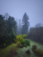 Fog covering trees and bushes in chamonix mont blanc in autumn photo