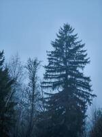 Majestic pine tree standing tall in the misty autumn forest of chamonix, france photo