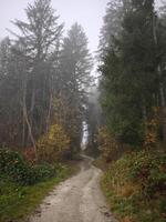 Winding path disappearing into foggy autumn forest in chamonix, france photo