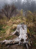 Old tree stump surrounded by fog in a forest clearing in chamonix, france photo