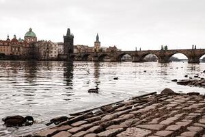 Ducks swimming in the vltava river with charles bridge in background photo