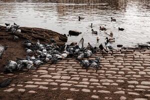 Pigeons and ducks gathering on the banks of the vltava river in prague photo
