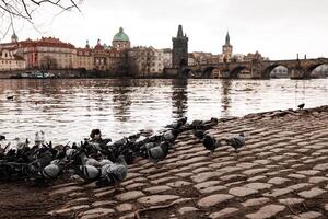 Pigeons and ducks resting on the vltava river in prague with Charles Bridge Background photo