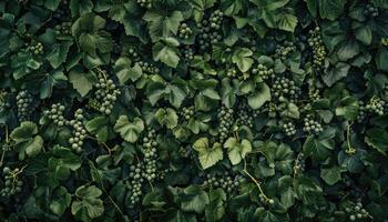 Lush Green Grape Vines and Clusters of Grapes photo