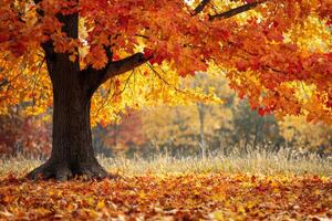 Vibrant autumn scene featuring a maple tree with brilliant orange leaves in a sunlit landscape during fall photo