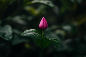 A delicate pink flower bud emerging amidst lush green foliage in a tranquil garden setting during the early morning light photo