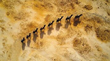 Aerial view of camel caravan in desert creating shadows on sandy terrain photo