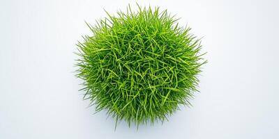 Top view of lush green grass on white background for nature concept photo