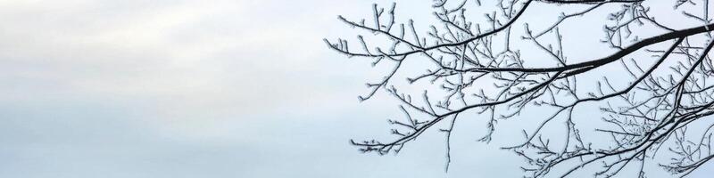 Bare winter branches against a calm overcast sky capturing seasonal stillness photo