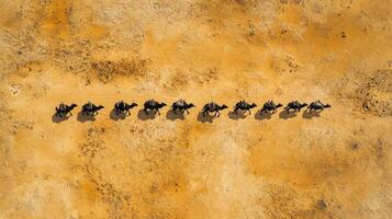 Aerial view of camel caravan crossing expansive desert landscape photo
