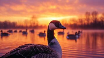 A serene view of canada geese and golden sunset reflection on lake photo