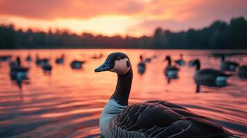 Flock of canadian geese swimming in calm lake at sunset with vibrant sky reflections photo