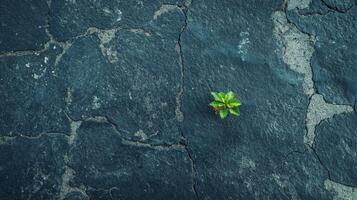Small green plant growing through asphalt cracks representing resilience and hope photo