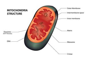 Detailed mitochondria structure vector